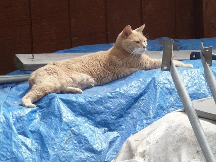 Der Bürgermeister von Talkeetna: Kater Stubbs Der Bürgermeister von Talkeetna: Kater Stubbs