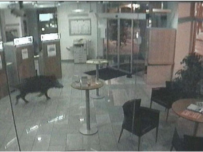 Das Bild aus der Überwachungskamera der Raiffeisen-Filiale Hainburg an der Donau zeigt jenes Wildschwein, das es geschafft hatte, in das Foyer der Bank einzudringen. Das Bild aus der Überwachungskamera der Raiffeisen-Filiale Hainburg an der Donau zeigt jenes Wildschwein, das es geschafft hatte, in das Foyer der Bank einzudringen.