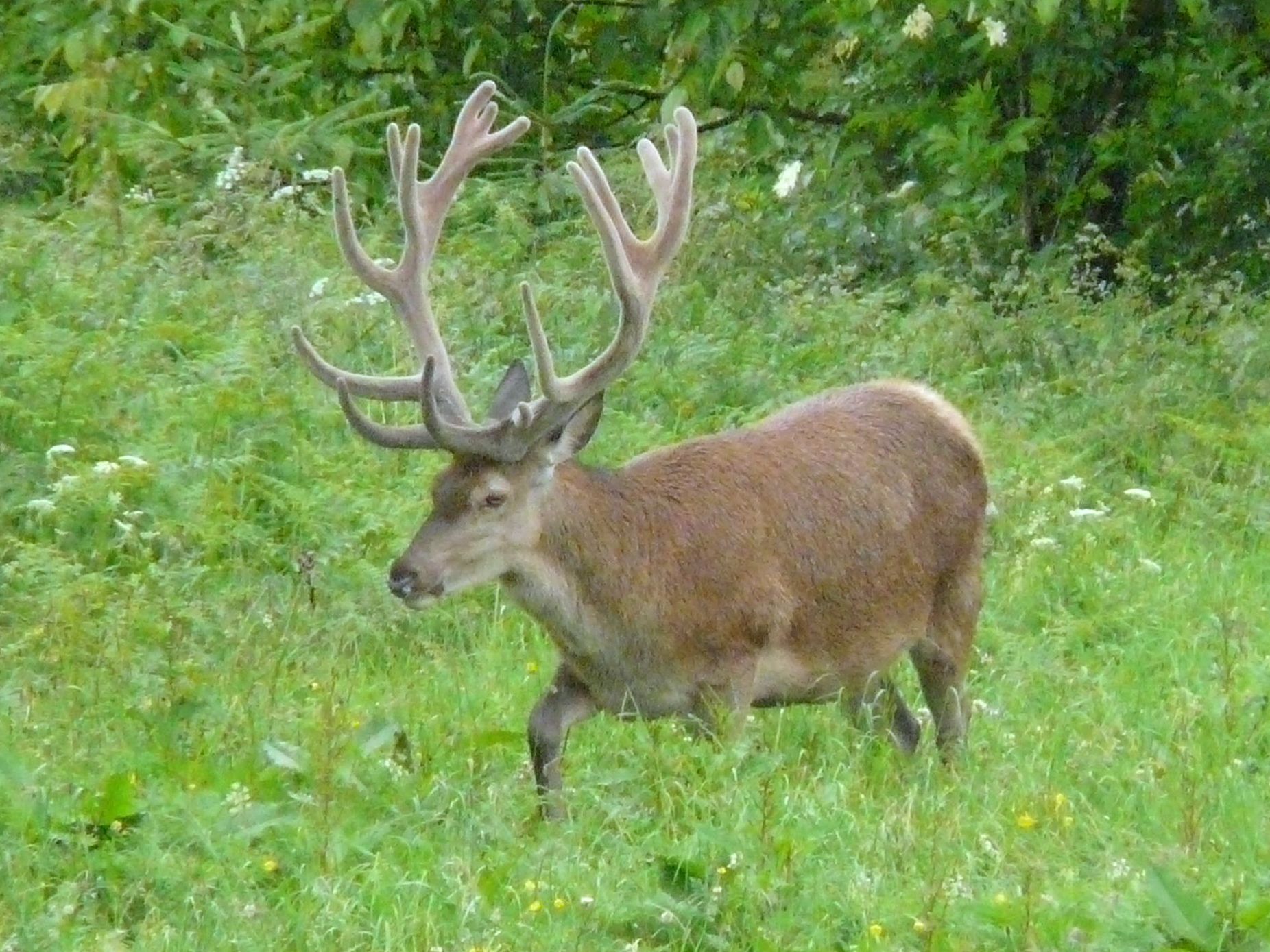 Weniger Tuberkulose-Fälle bei Rotwild