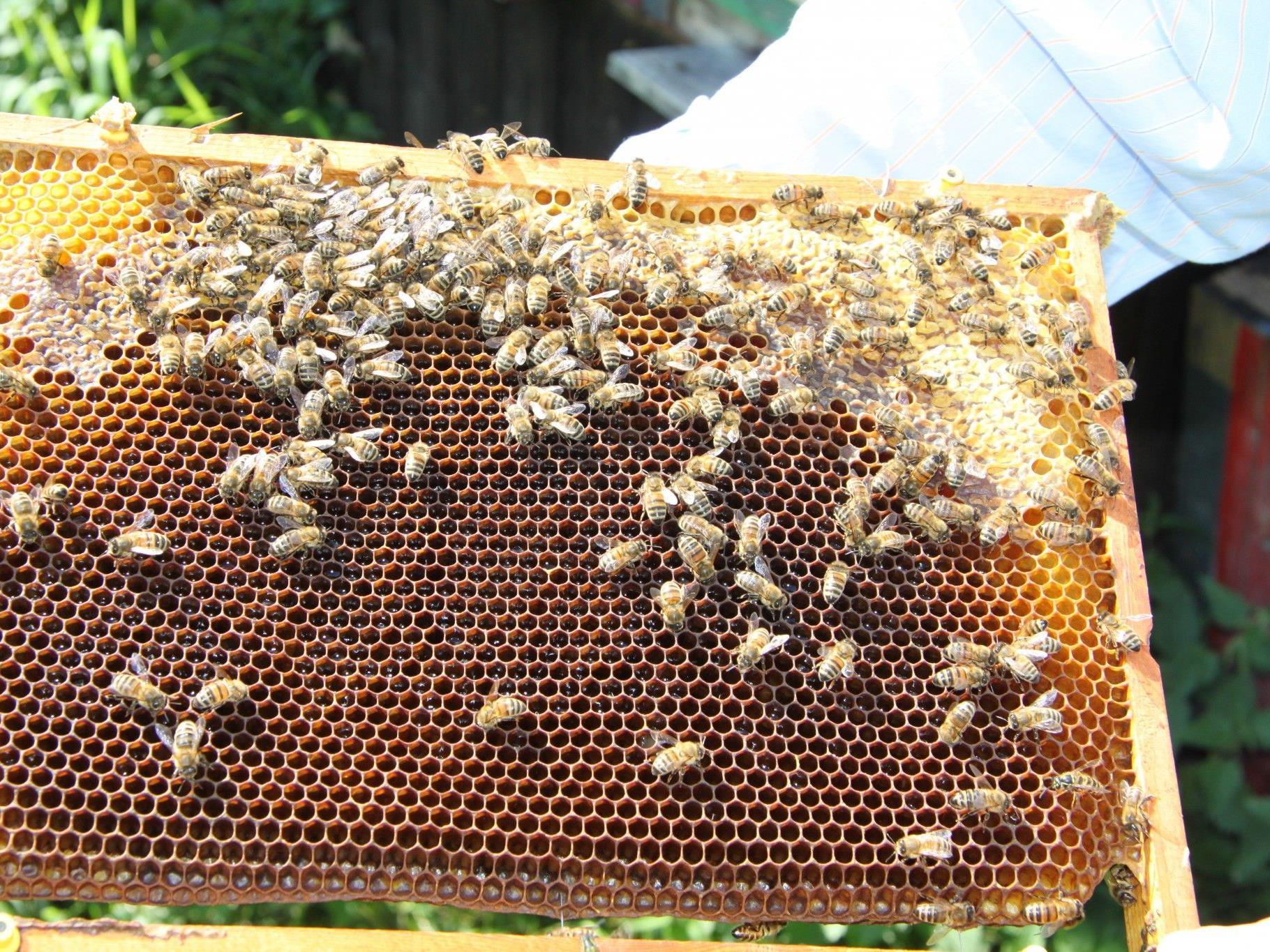 Die Bienen-Bestände in manchen Bezirken brachen dramatisch ein.
