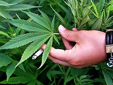 Elf Cannabispflanzen in Wolfurt sichergestellt.