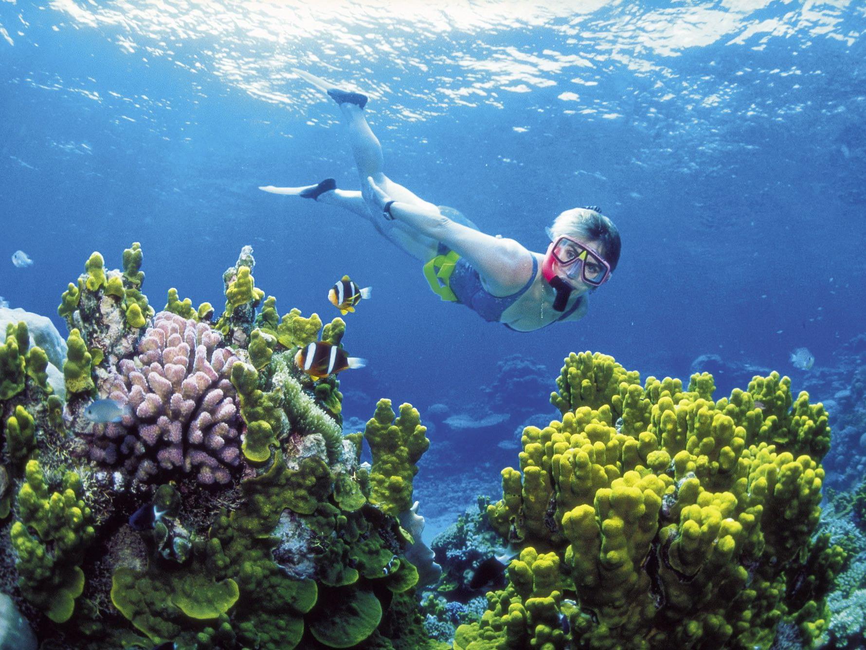 Naturjuwel Great Barrier Reef massiv vom Klimawandel bedroht.
