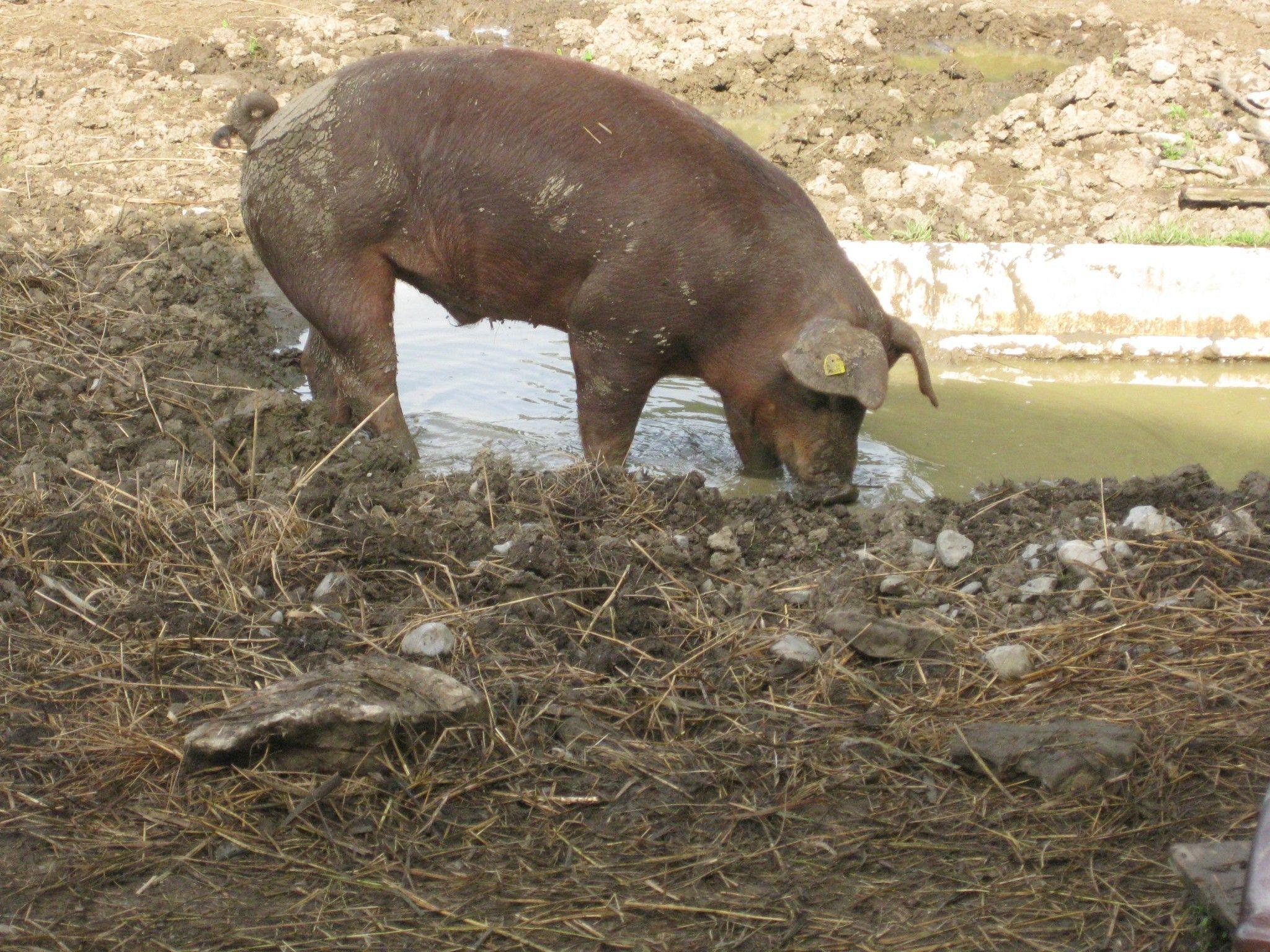Auch eine Bademöglichkeit steht den Schweinen jederzeit zur Verfügung