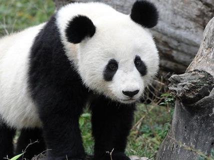 Panda Fu Long feiert seinen Geburtstag
