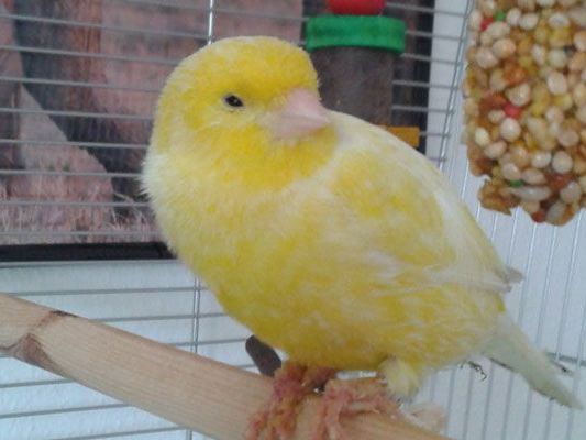 Nachdem derr Kanarienvogel gerettet wurde, ist er auf dem Weg der Besserung Nachdem derr Kanarienvogel gerettet wurde, ist er auf dem Weg der Besserung