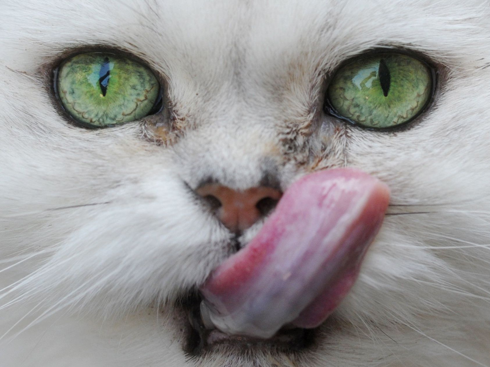 "Täter" Kater Helli hat zwei Kaninchen des Klägers auf dem Gewissen. "Täter" Kater Helli hat zwei Kaninchen des Klägers auf dem Gewissen.