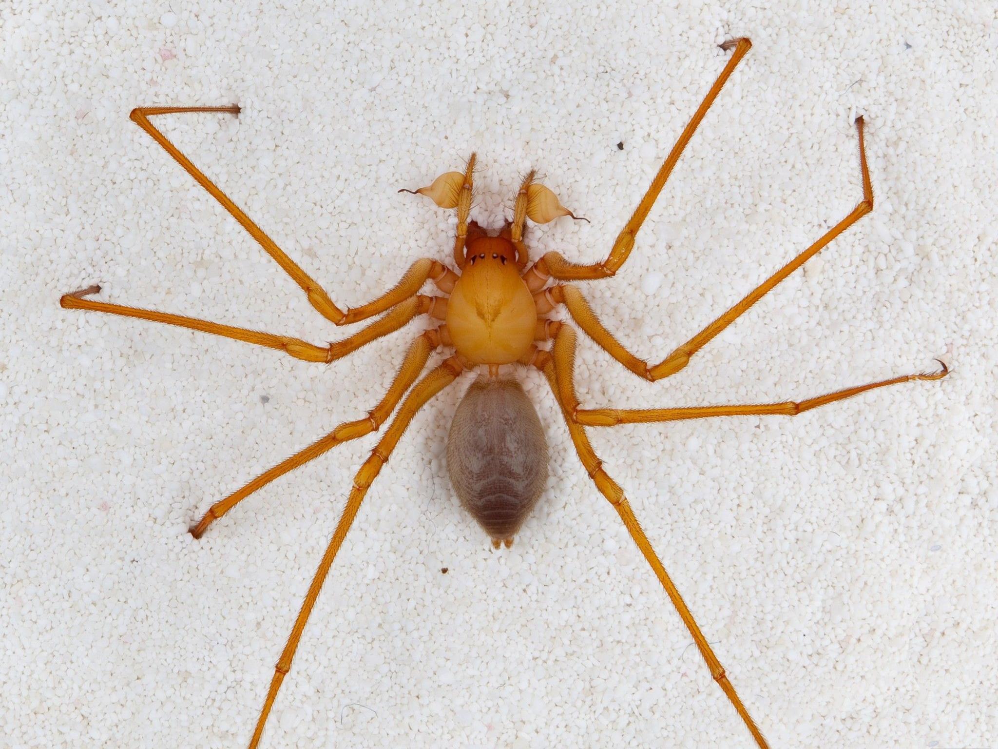 s ist eine kleine zoologische Sensation: In einer Höhle im Nordwesten der USA haben Forscher eine Spinne entdeckt, die in keine der bisher bekannten Familien des Spinnenstammbaums passt.