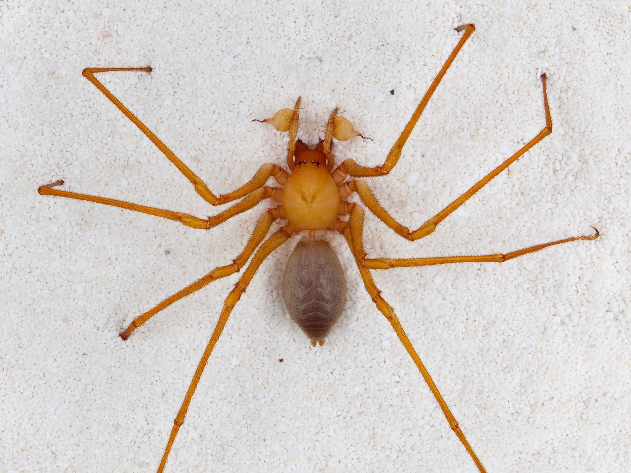 s ist eine kleine zoologische Sensation: In einer Höhle im Nordwesten der USA haben Forscher eine Spinne entdeckt, die in keine der bisher bekannten Familien des Spinnenstammbaums passt. s ist eine kleine zoologische Sensation: In einer Höhle im Nordwesten der USA haben Forscher eine Spinne entdeckt, die in keine der bisher bekannten Familien des Spinnenstammbaums passt.