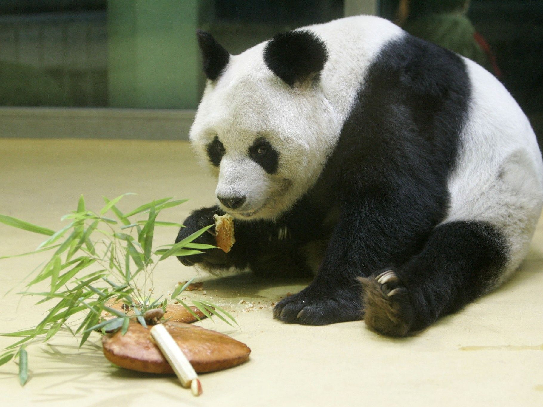 Bao Bao kam 1980 als Staatsgeschenk Chinas nach Deutschland. Bao Bao kam 1980 als Staatsgeschenk Chinas nach Deutschland.