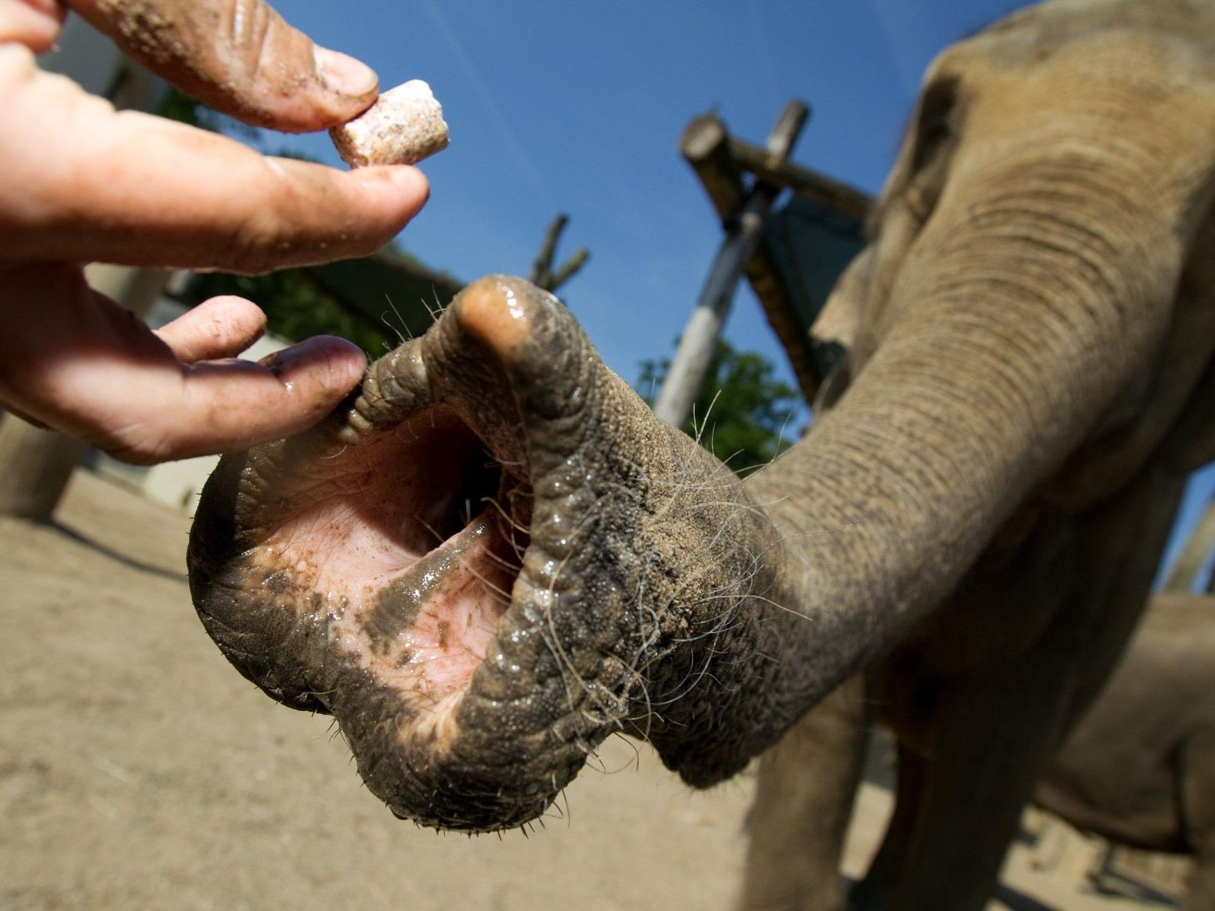 Wiener Forscher fanden heraus, wie Elefanten tiefe Töne anstimmen