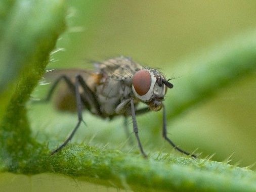 Experiment mit Fruchtfliegen gibt Aufschluss zum Altern. Experiment mit Fruchtfliegen gibt Aufschluss zum Altern.