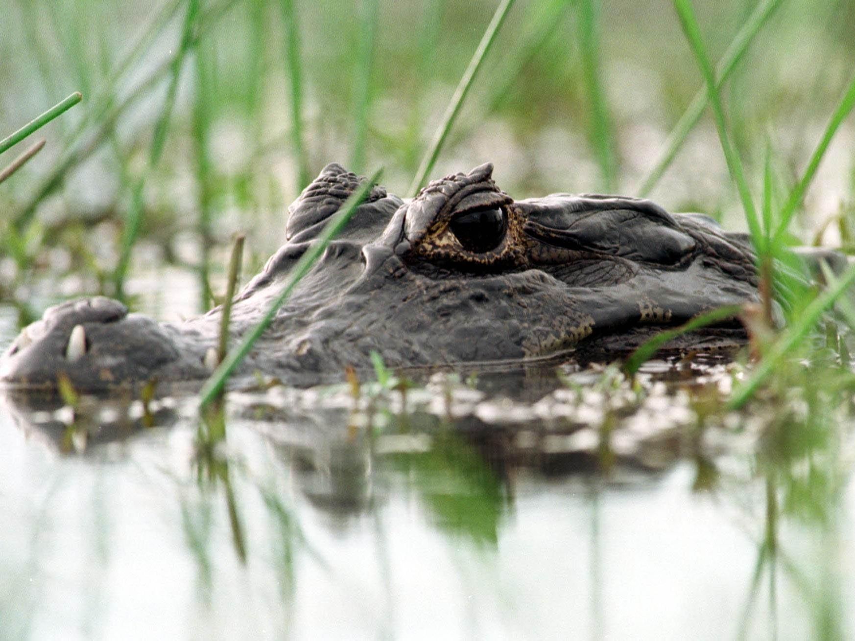 "Meister der Echsen" ging für Foto zu nahe heran. "Meister der Echsen" ging für Foto zu nahe heran.