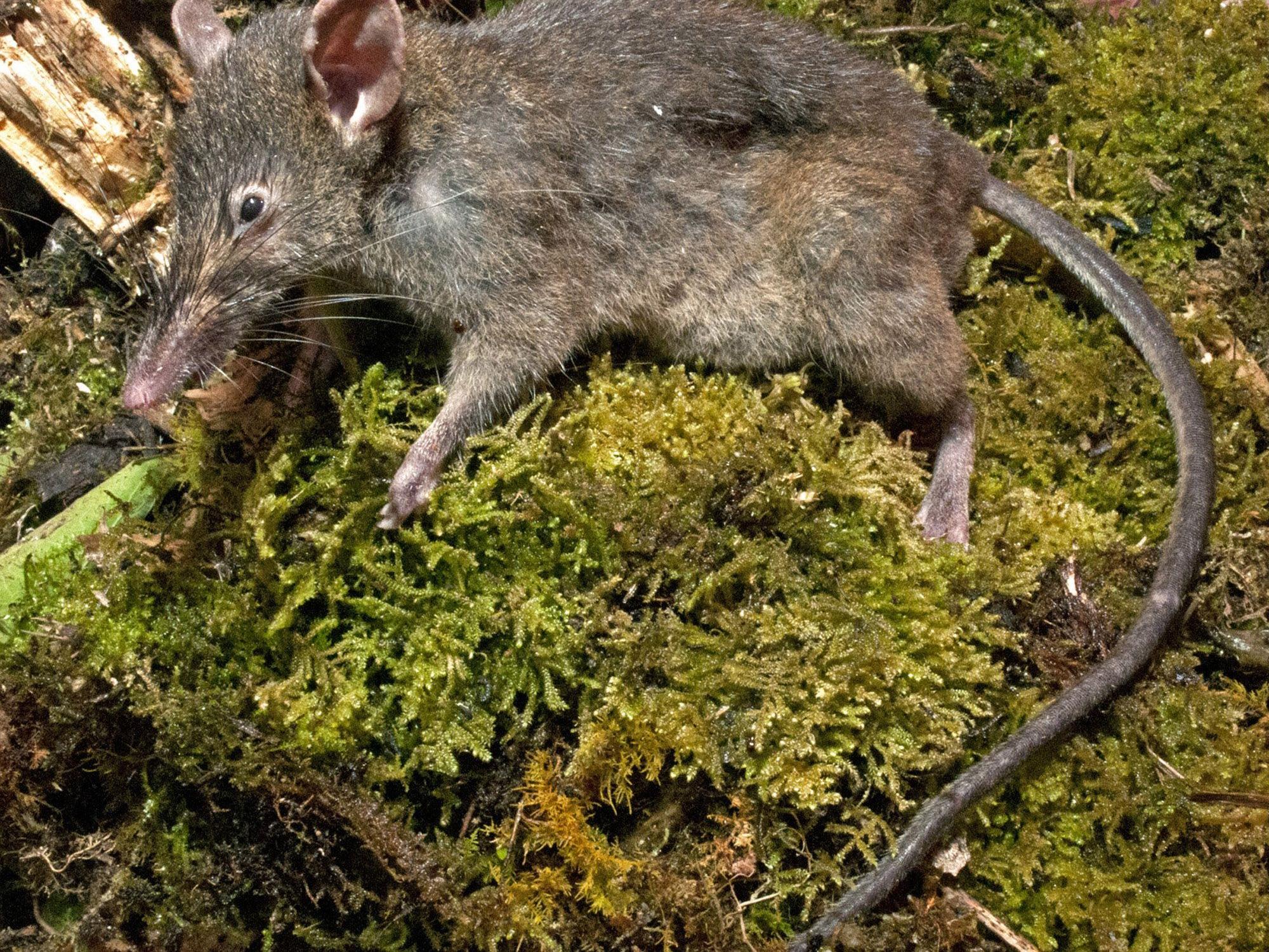 Erste und einzige Ratte von mehr als 2.200 Nagetierarten, die keine Backenzähne hat.