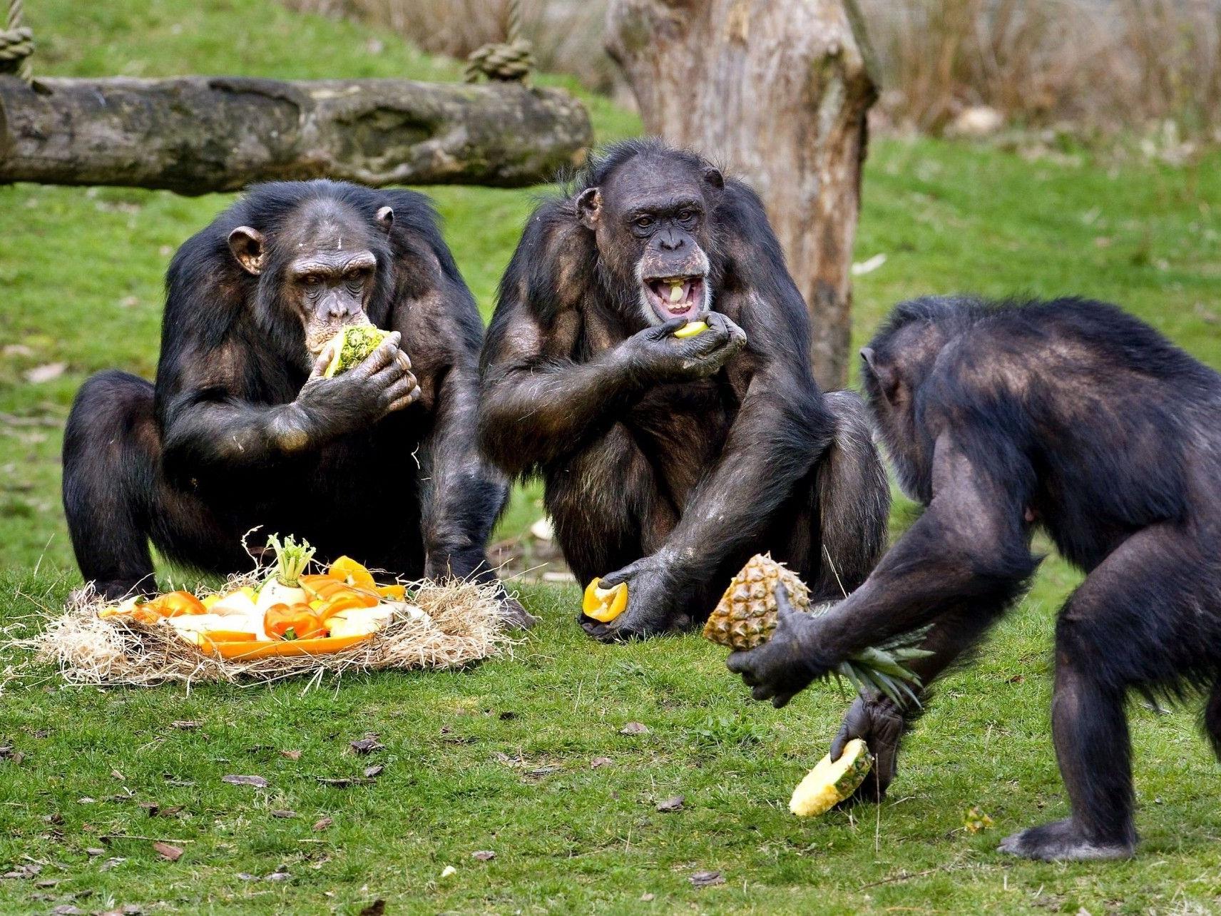 Wenn Schimpansen von einem Artgenossen bestohlen werden, wehren sie sich und bestrafen den Missetäter.