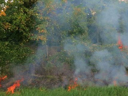 Vermutlich löste eine weggeworfene Zigarette den Brand bei den Steinhofgründen aus. Vermutlich löste eine weggeworfene Zigarette den Brand bei den Steinhofgründen aus.