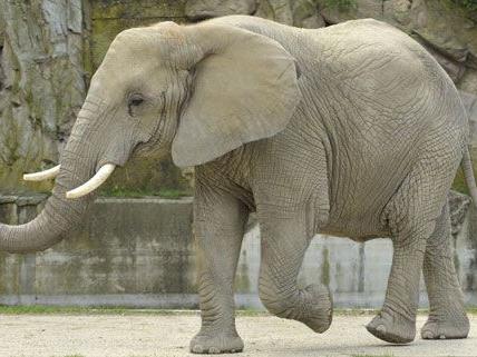 Mit Tiefkühlsamen wurde die Elefantendame Tonga befruchtet.