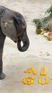 Sichtlicht erfreut war der zweifährige Elefantenbulle Tuluba über seine Torte.