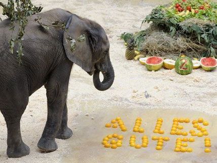 Sichtlicht erfreut war der zweifährige Elefantenbulle Tuluba über seine Torte. Sichtlicht erfreut war der zweifährige Elefantenbulle Tuluba über seine Torte.