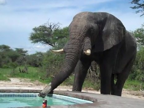 Elefant verwechselte Swimmingpool mit Wasserloch Elefant verwechselte Swimmingpool mit Wasserloch