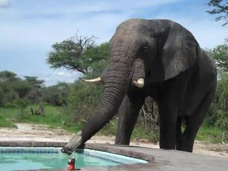 Elefant verwechselte Swimmingpool mit Wasserloch