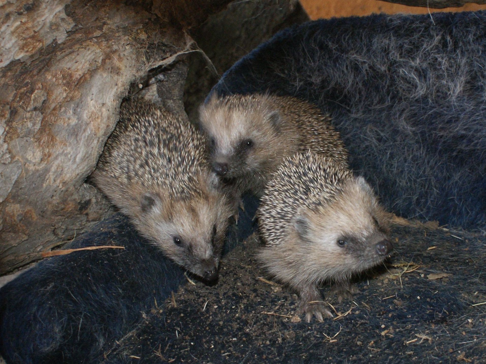 Gerettete Igelbabys auf einem Assisi-Hof. Gerettete Igelbabys auf einem Assisi-Hof.
