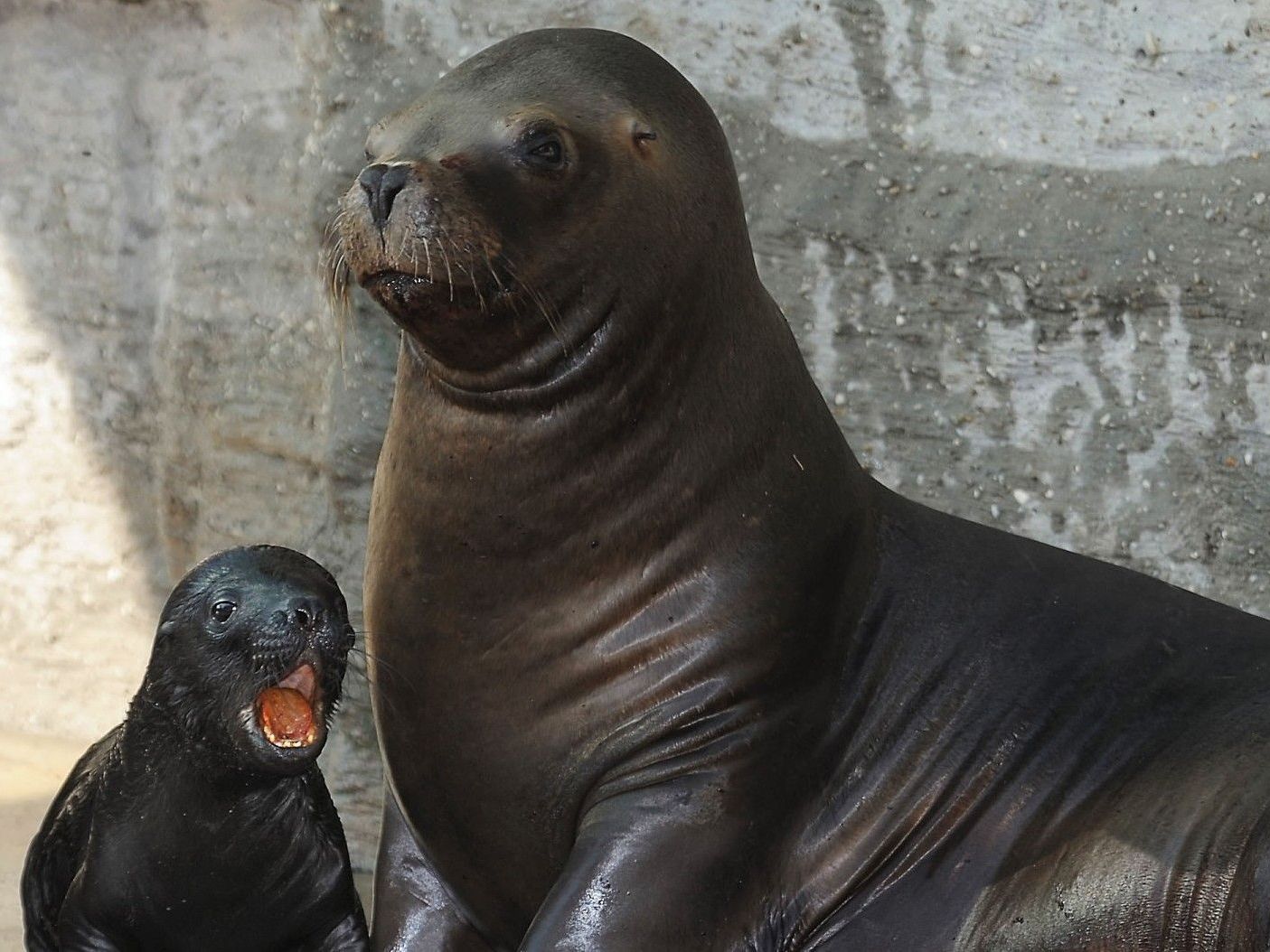 Im Juli 2011 brachte das Robbenweibchen Enya ihren Nachwuchs Diego zur Welt. Im Juli 2011 brachte das Robbenweibchen Enya ihren Nachwuchs Diego zur Welt.