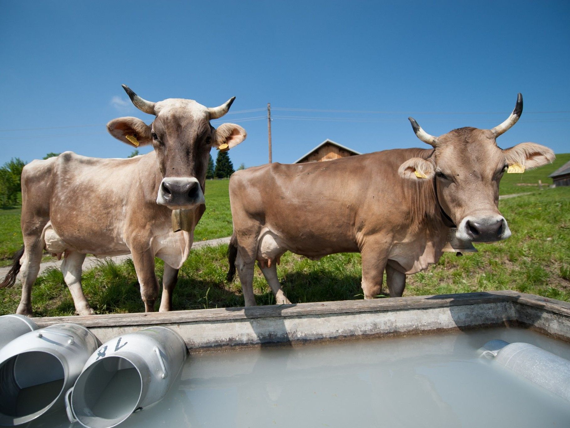 Eine Forderung: Wie viel Vieh auf der Alpe ist, soll stärker berücksichtigt werden. Eine Forderung: Wie viel Vieh auf der Alpe ist, soll stärker berücksichtigt werden.