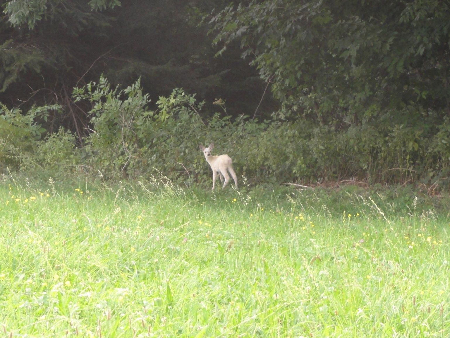 Albino-Kitz in Möggers: "Sehr seltene Angelegenheit" Albino-Kitz in Möggers: "Sehr seltene Angelegenheit"