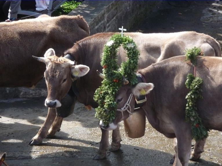 Das von den Alpleuten geschmückte Vieh wird mit einem Festtag begrüßt