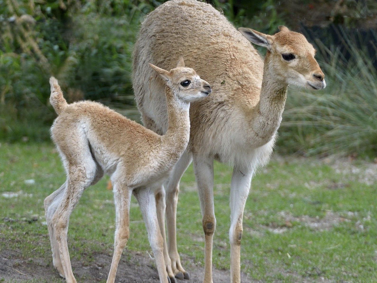 Die "Mini-Kamele" im Tiergarten Schönbrunn haben wieder Nachwuchs bekommen.