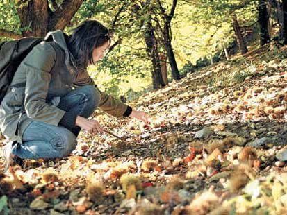 Keine Stecknadeln im Heuhaufen: Im Oktober sind die Kastanienwiesen mit kleinen Igeln übersät