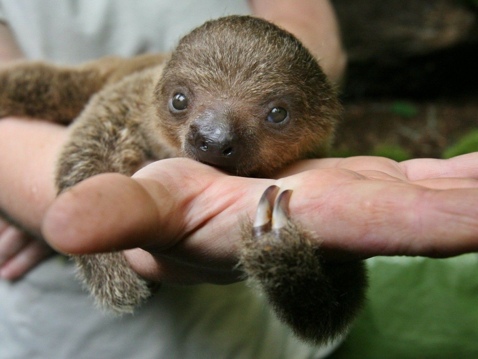 Tierschützer in Costa Rica erforschen die rätselhaften Faultiere. Tierschützer in Costa Rica erforschen die rätselhaften Faultiere.