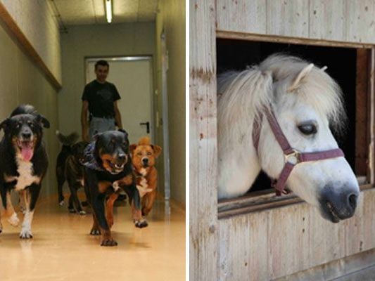 Hunde aus dem Vorarlberger Tierheim und Pferd Smokey vom Gut Bozenau.