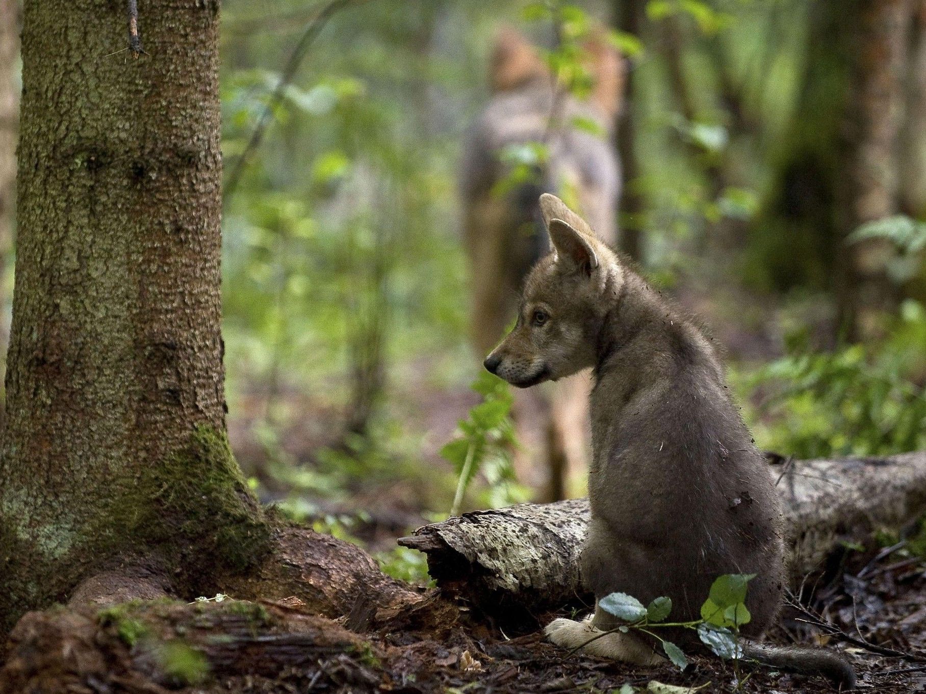 Hält der Wolf bald auch in Vorarlberg Einzug?