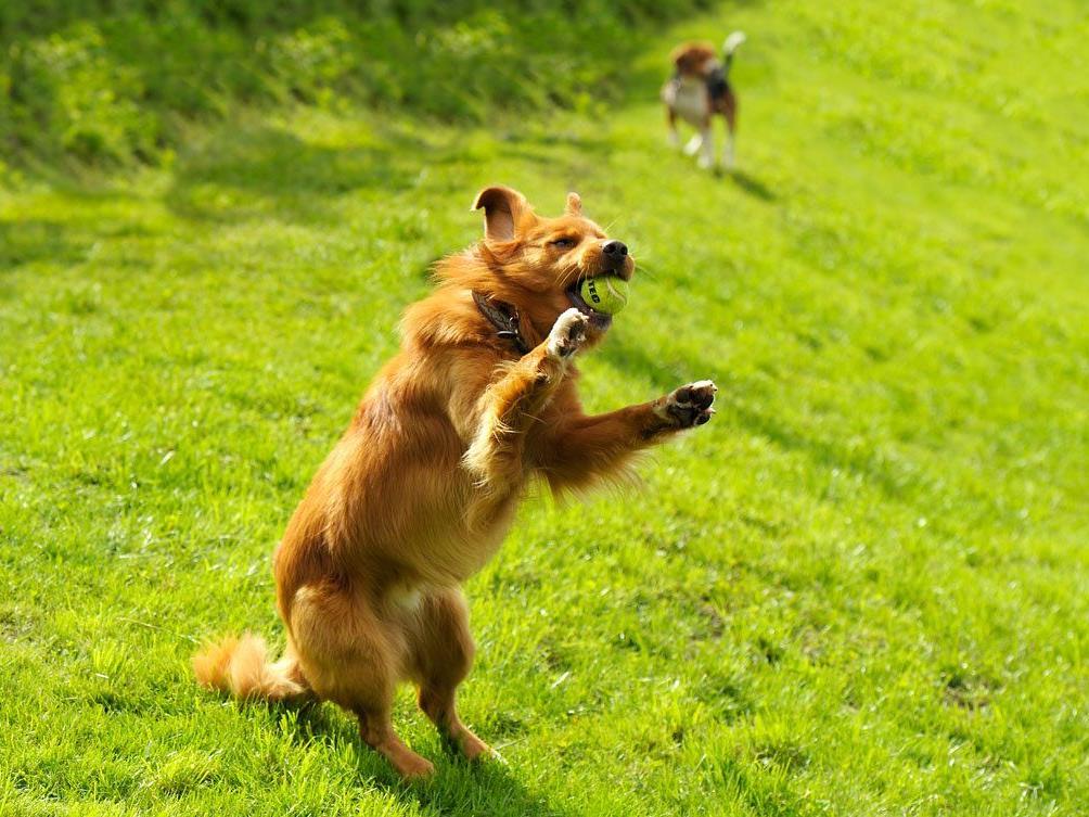 In diesen Hotels sind Hunde "ausdrücklich erwünscht".