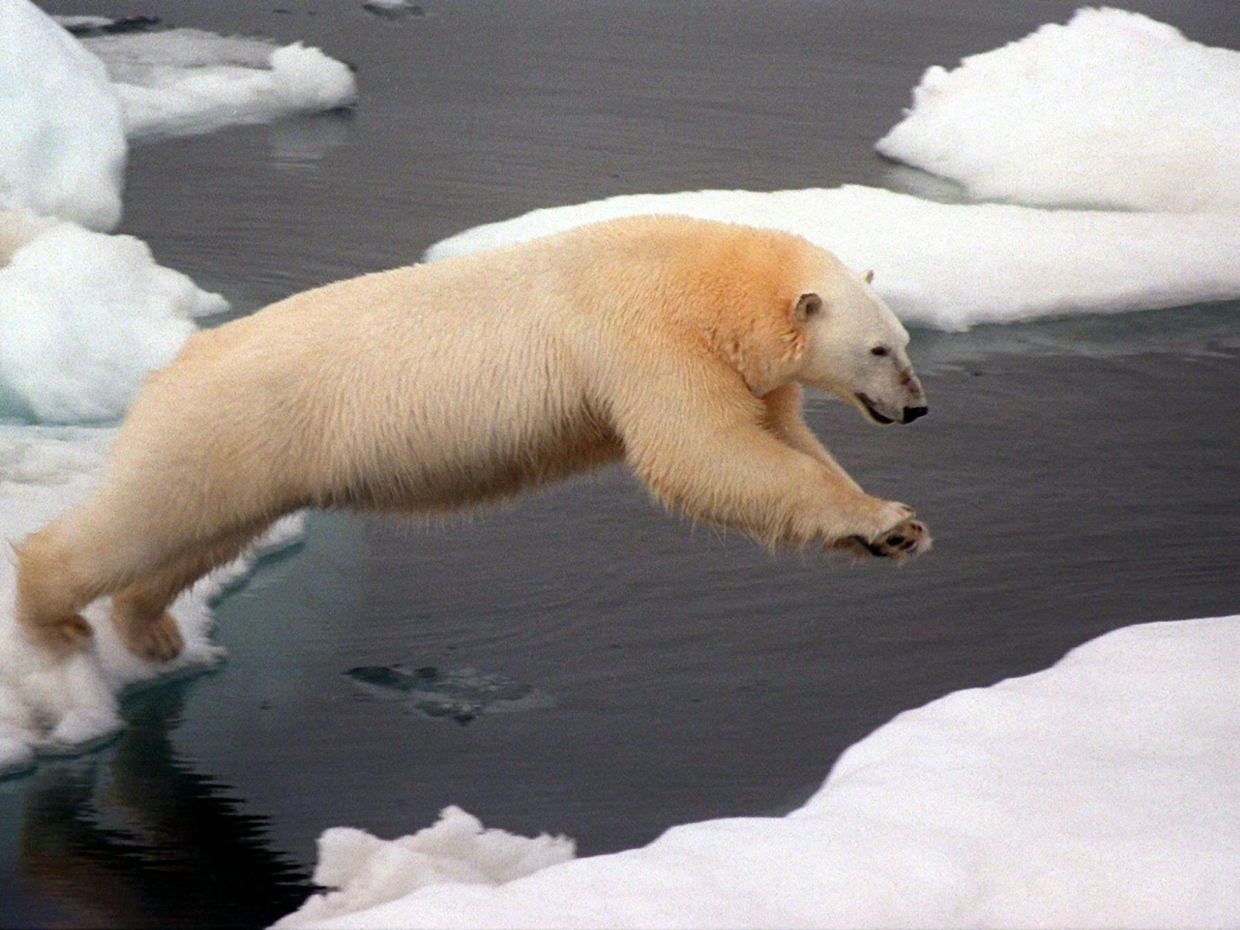 Ein Eisbär springt in der Arktis von einer Eisscholle zur anderen.