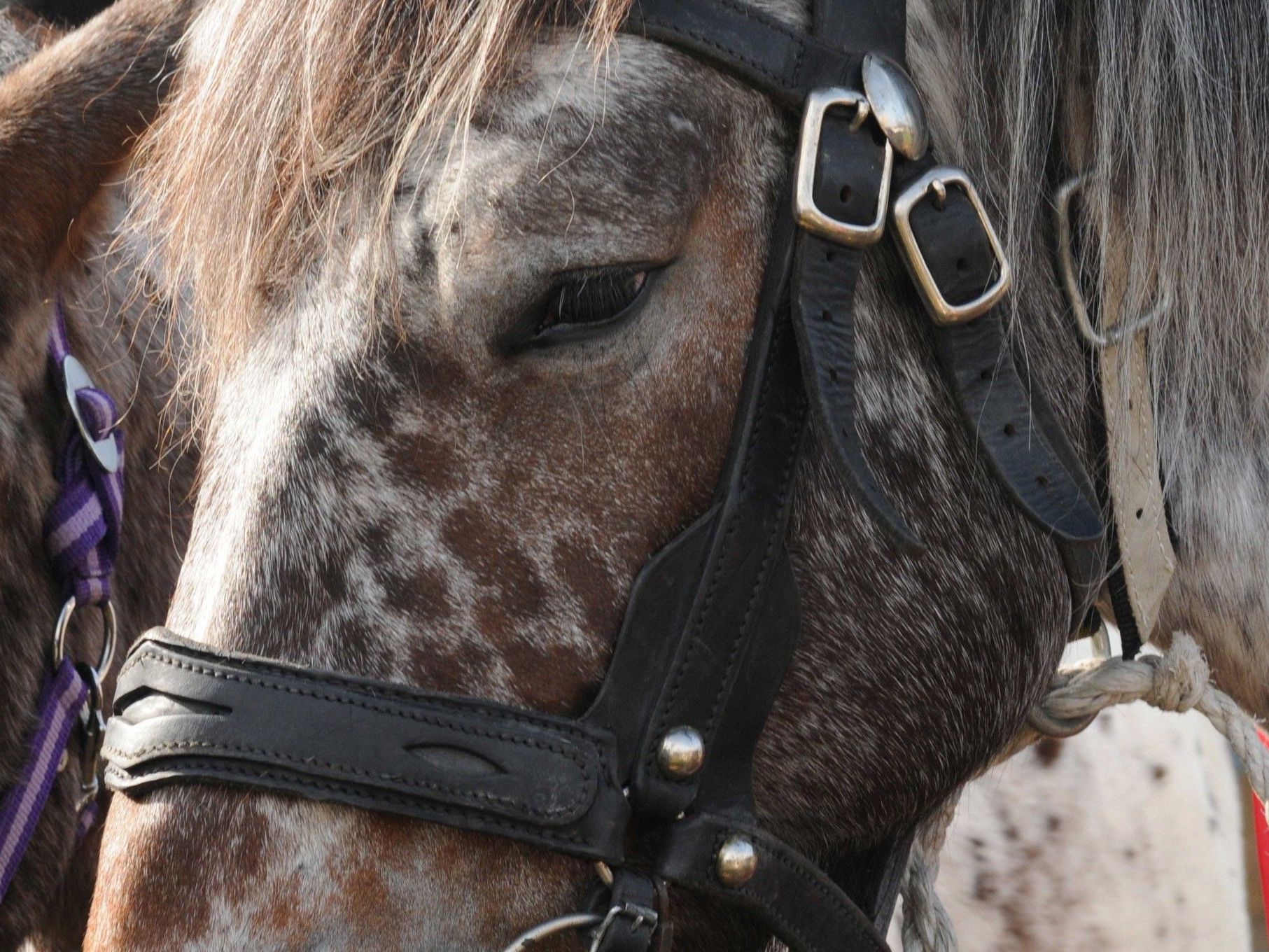 Aus veterinärmedizinischen Gründen muss heuer die Norikerausstellung abgesagt werden. Aus veterinärmedizinischen Gründen muss heuer die Norikerausstellung abgesagt werden.