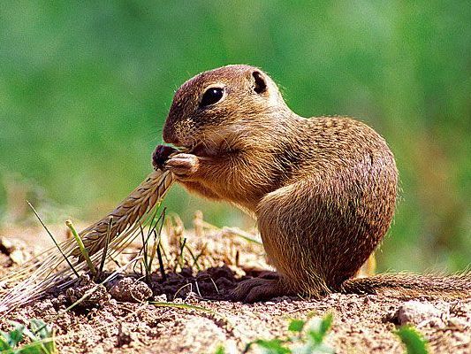 Für die Ziesel in den Donauauen heißt es jetzt ordentlich futtern Für die Ziesel in den Donauauen heißt es jetzt ordentlich futtern