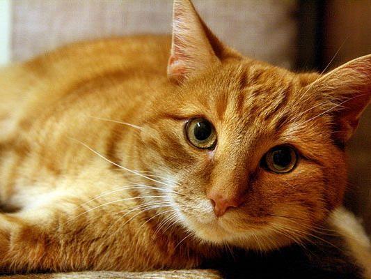 Nach dem Tod einer wertvollen roten Katze kam es in Wiener Neustadt zum Prozess