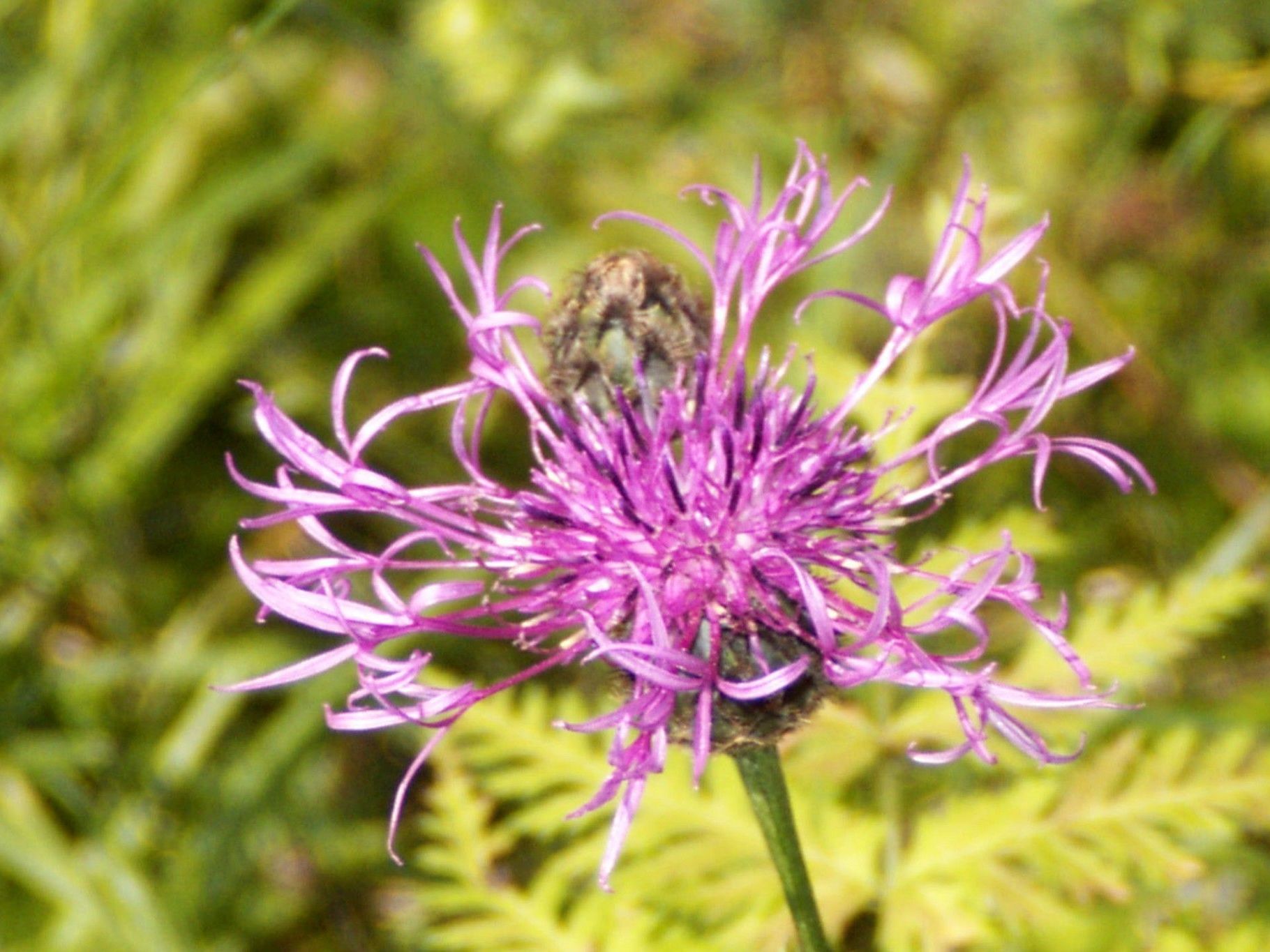 Am Wochenende wird 25 Jahre Naturschutzgebiet Gadental gefeiert. Am Wochenende wird 25 Jahre Naturschutzgebiet Gadental gefeiert.