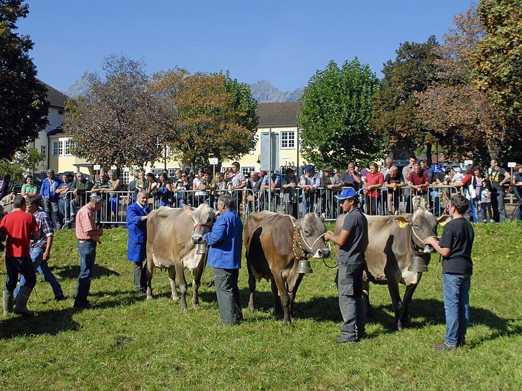 Viehprämierung in Schruns - ARCHIVFOTO, 2011 Viehprämierung in Schruns - ARCHIVFOTO, 2011