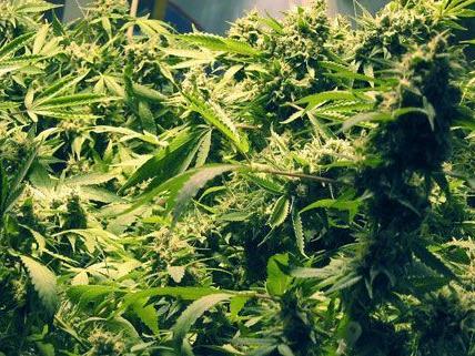 Polizisten fanden eine Cannabis-Plantage in der Wohnung des 22-Jährigen.