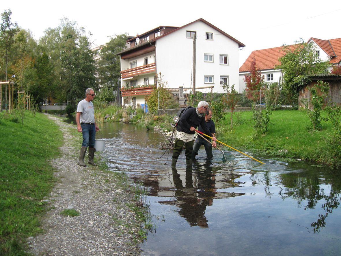 Der Fischbesatz des Dorfbaches wurde untersucht.