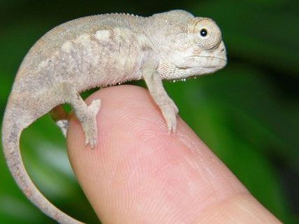 Winzige Baby-Chamäleons im Haus des Meeres in Wien. Winzige Baby-Chamäleons im Haus des Meeres in Wien.