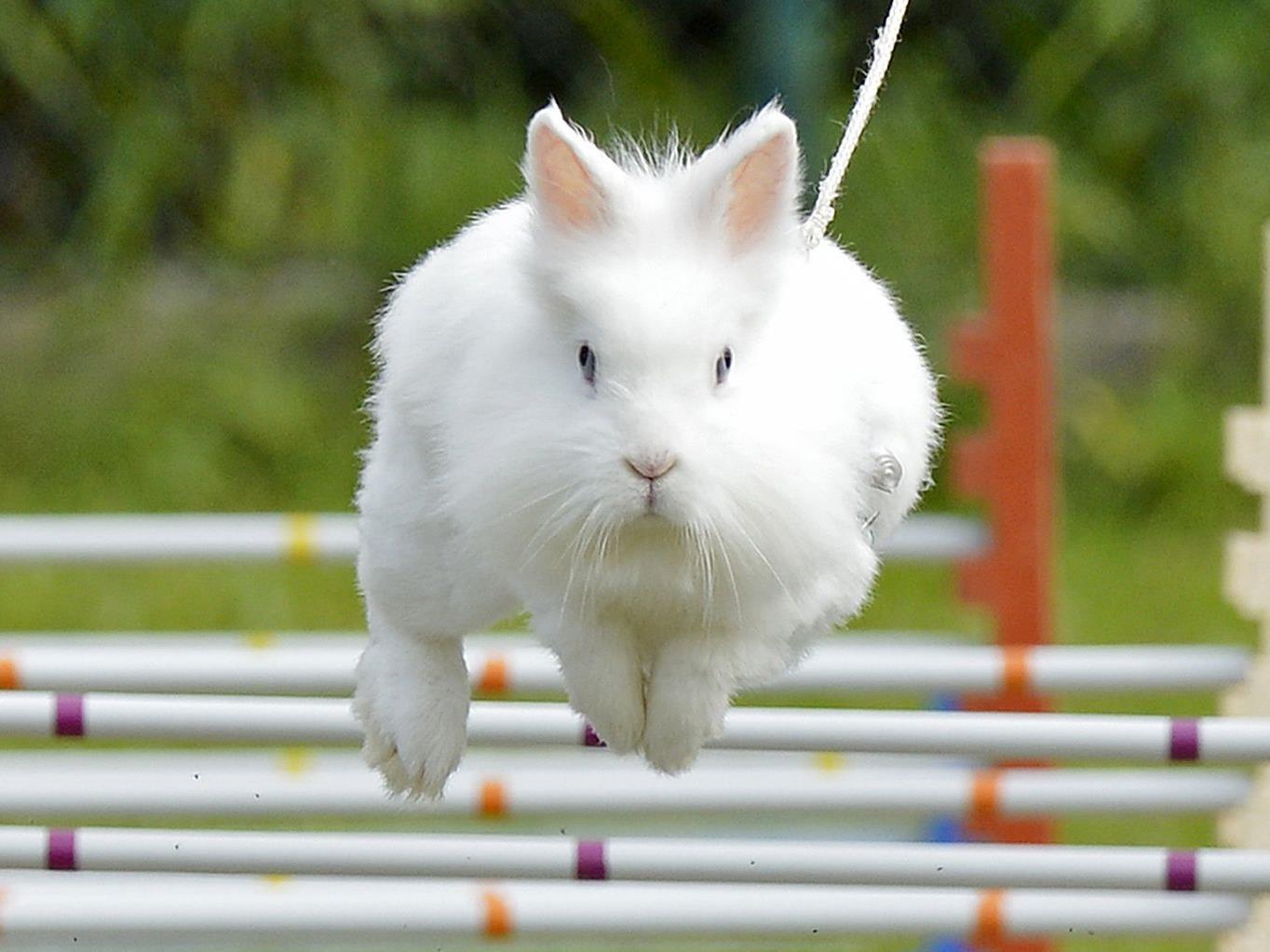 Die Kaninchen werden beim Hindernislauf an der Leine gehalten