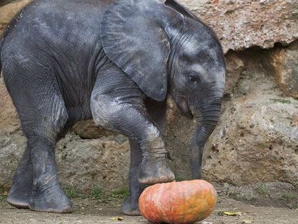 Elefantennachwuchs Tuluba freute sich sichtlich über den Kürbis. Elefantennachwuchs Tuluba freute sich sichtlich über den Kürbis.