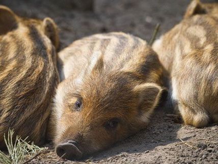 Die Wildschweinpouplation in Wien soll reduziert werden, die Stadt Wien stellt mehr Jäger ein. Die Wildschweinpouplation in Wien soll reduziert werden, die Stadt Wien stellt mehr Jäger ein.