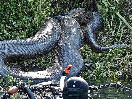 Der Familienvater staunte nicht schlecht, als er eine 8 Meter lange und 200 Kilogramm schwere Schlange erblickte.