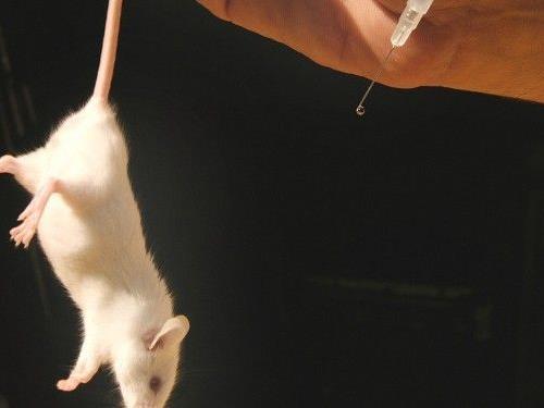 Alzheimer-Mäuse wurden fast geheilt. Die Erkenntnisse sollen nun auch dem Menschen helfen.