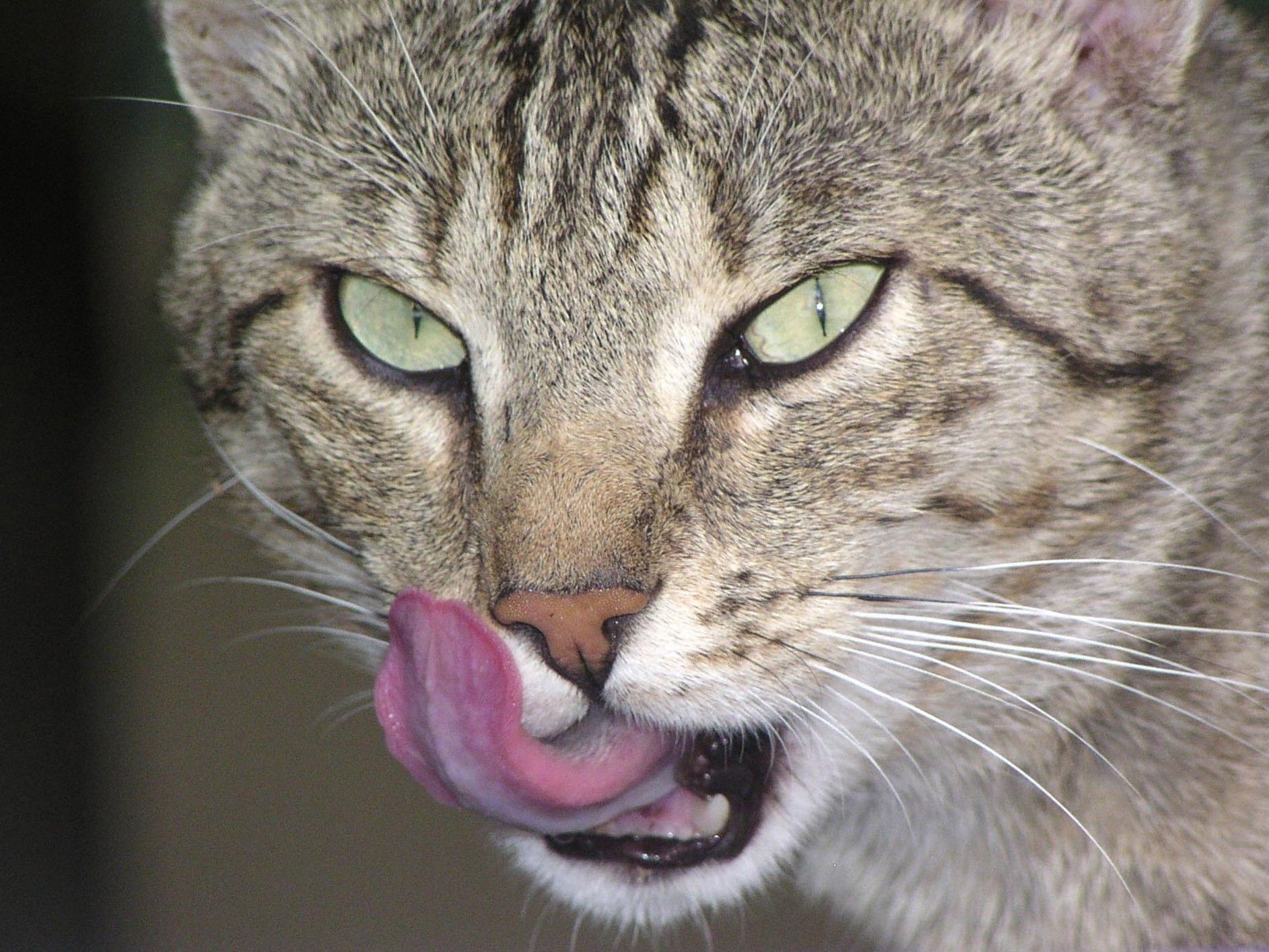Katzen greifen Tiroler an. Katzen greifen Tiroler an.